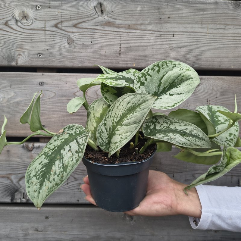  Scindapsus pictus (Potosovec strieborný) ´TREBIE´ - výška 30-35 cm, kont. C1L